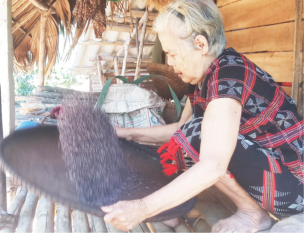 Phục hồi giống nếp than ở Phong Mỹ