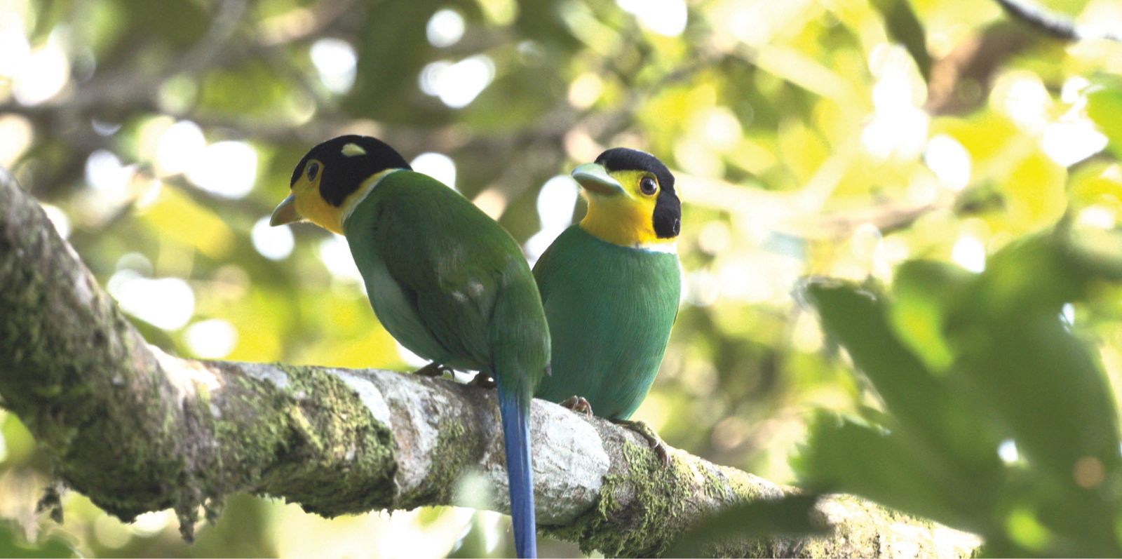Birder  chance to meet rare wild birds