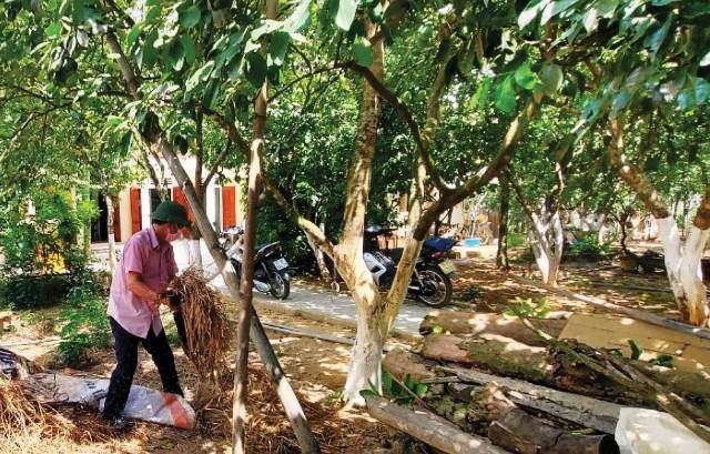 “Nâng tầm” cây thanh trà