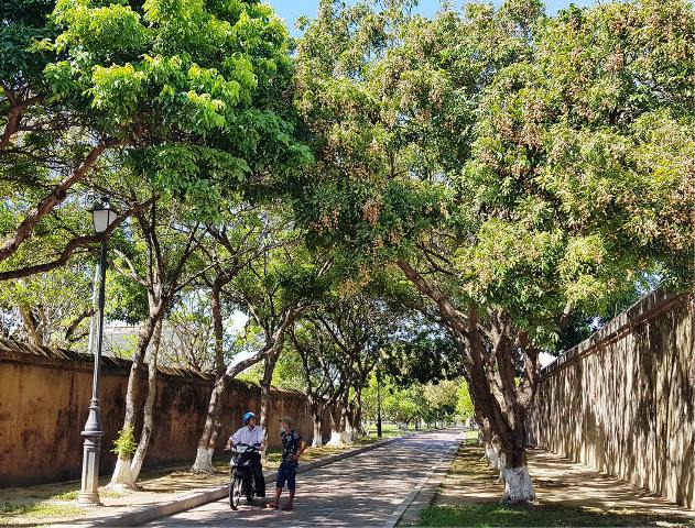 Royal longan in season