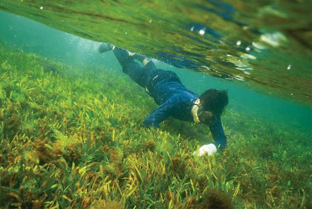 Seagrass seeker