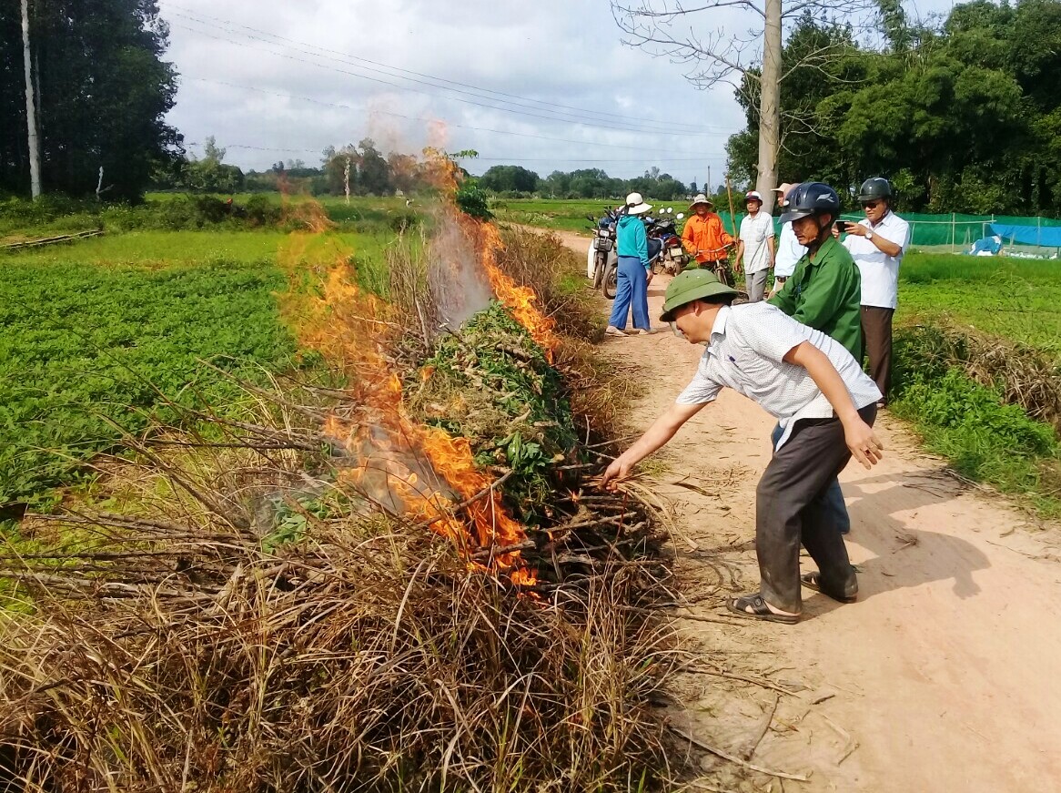 Chuẩn bị giống sắn đảm bảo cho niên vụ 2022