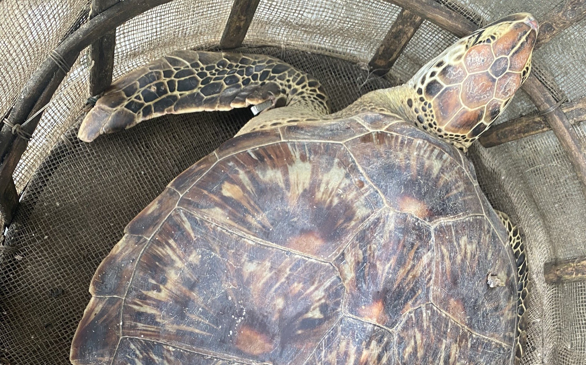 Thả cá thể Vích quý hiếm về môi trường biển