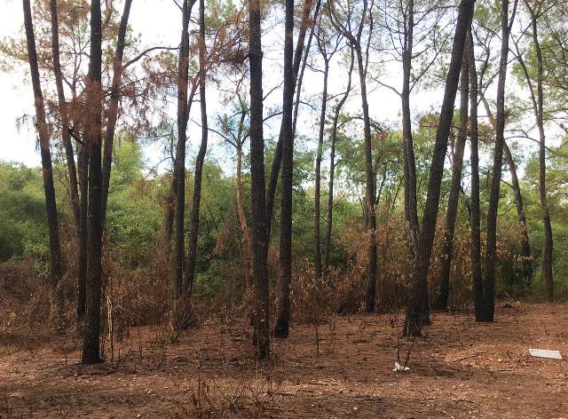 Vài suy nghĩ quanh chuyện cháy rừng