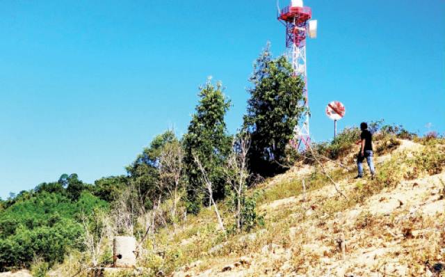 Rừng trồng thay thế chết hàng loạt