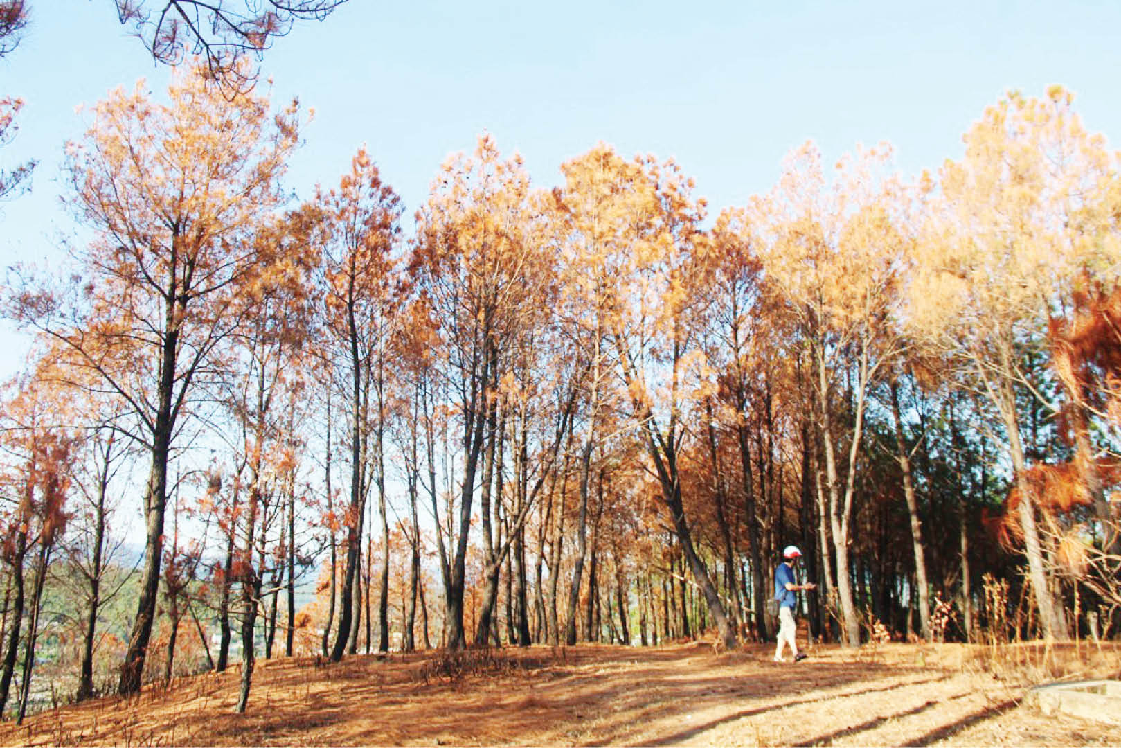 Trả lại cảnh quan rừng thông cho đỉnh núi Ngự Bình