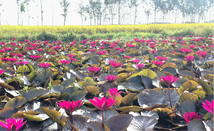 Bright water lily flowers at noon