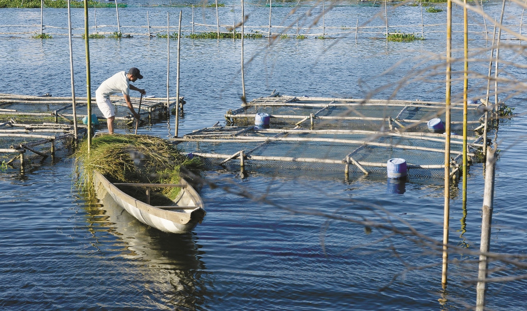 Gia cố  thu hoạch tỉa cá lồng trước lũ