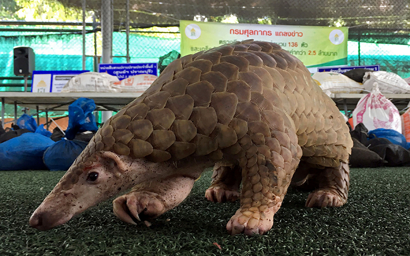 Đông Nam Á Nạn săn bắt và buôn bán động vật hoang dã lại quay trở lại