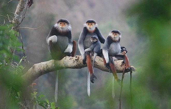 Chính phủ sửa đổi, bổ sung quy định quản lý động thực vật rừng nguy cấp, quý, hiếm