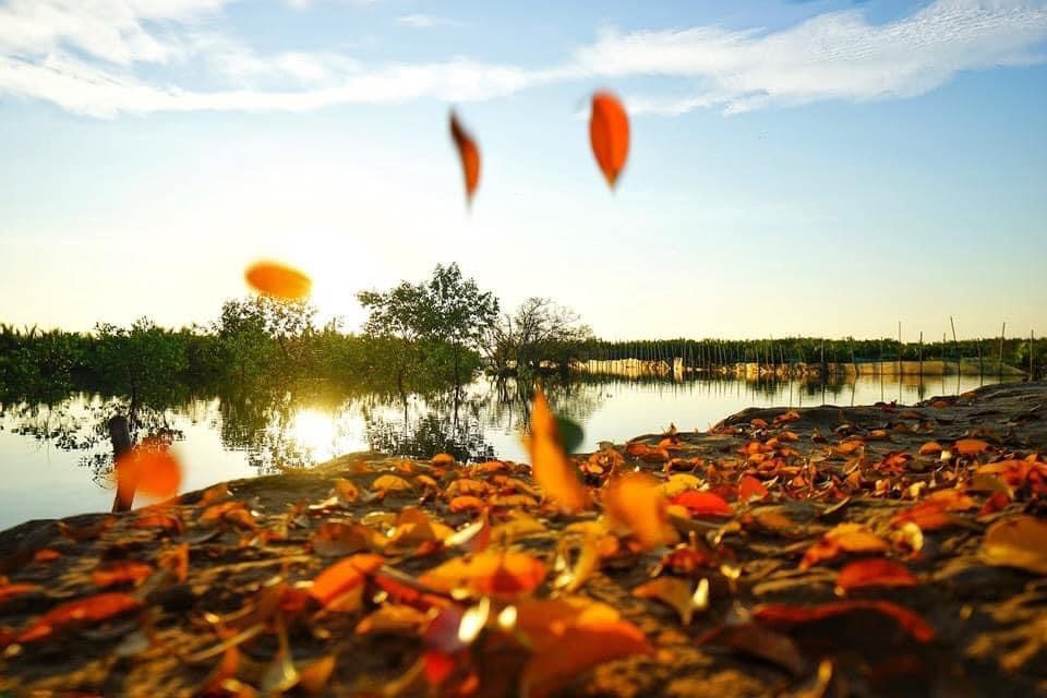 Rú Chá, mùa lá bay…