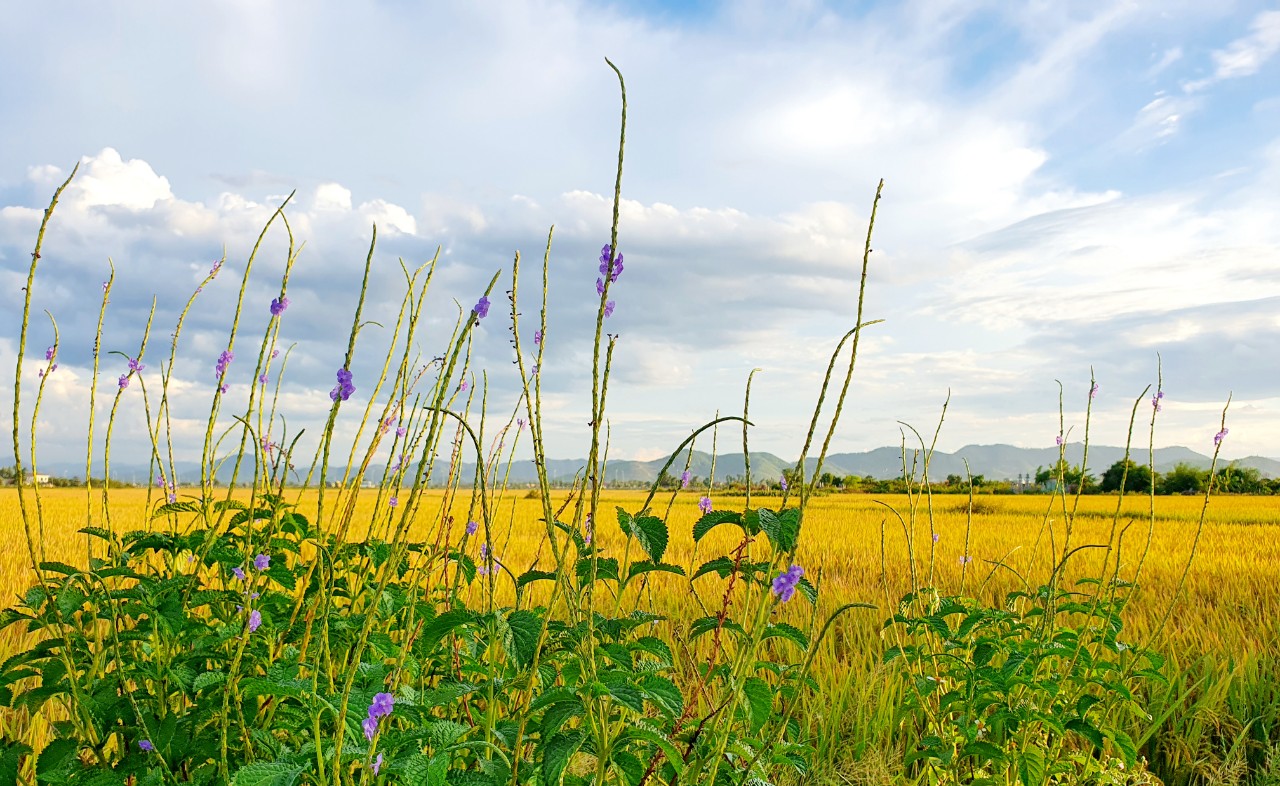 Homeland - The peaceful place