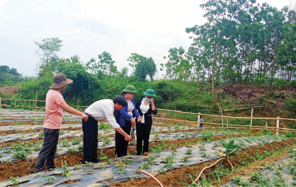 Cây sâm Bố Chính trên đất Quảng Nhâm