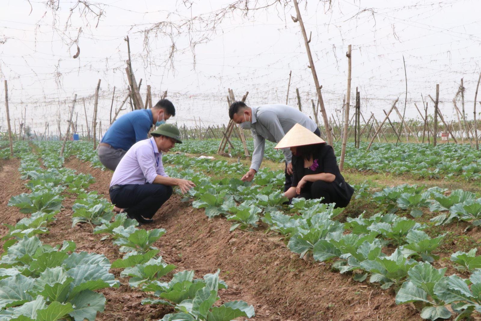 Thúc đẩy sản xuất vụ Đông để tận dụng cơ hội thị trường