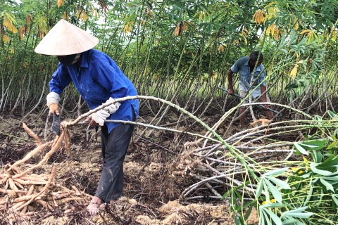 Bệnh khảm lá sắn gây hại trên diện rộng