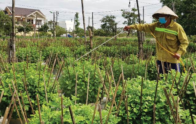 Ups and downs with flower crop for Tet