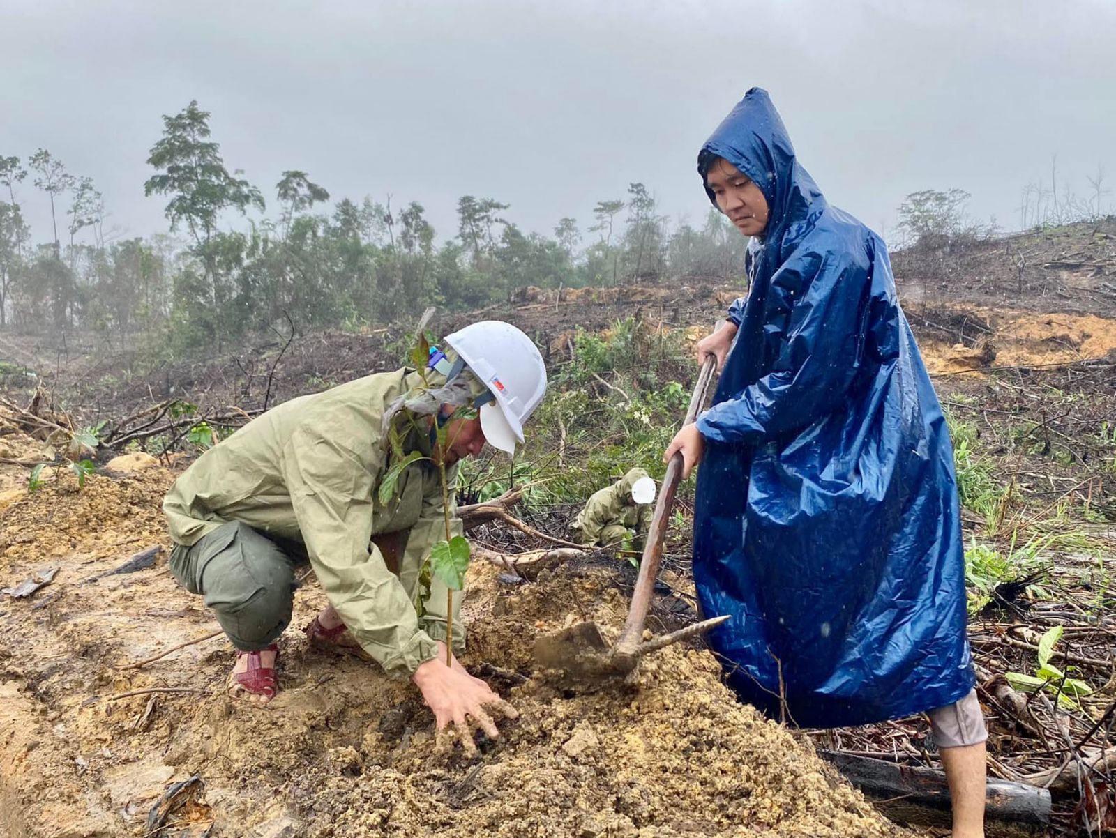 Trồng 100 ha rừng khu vực lòng hồ thuỷ điện Rào Trăng 3, Rào Trăng 4