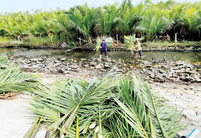 Lợi ích kép từ rừng ngập mặn