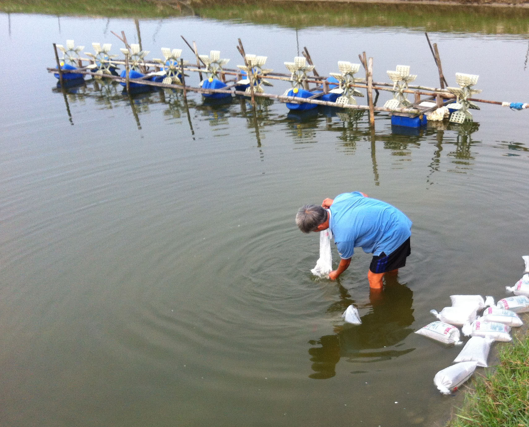 Cá đặc sản nuôi đầm phá bị chết