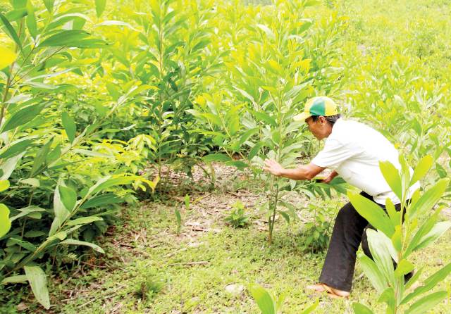 Phát triển lâm nghiệp bền vững