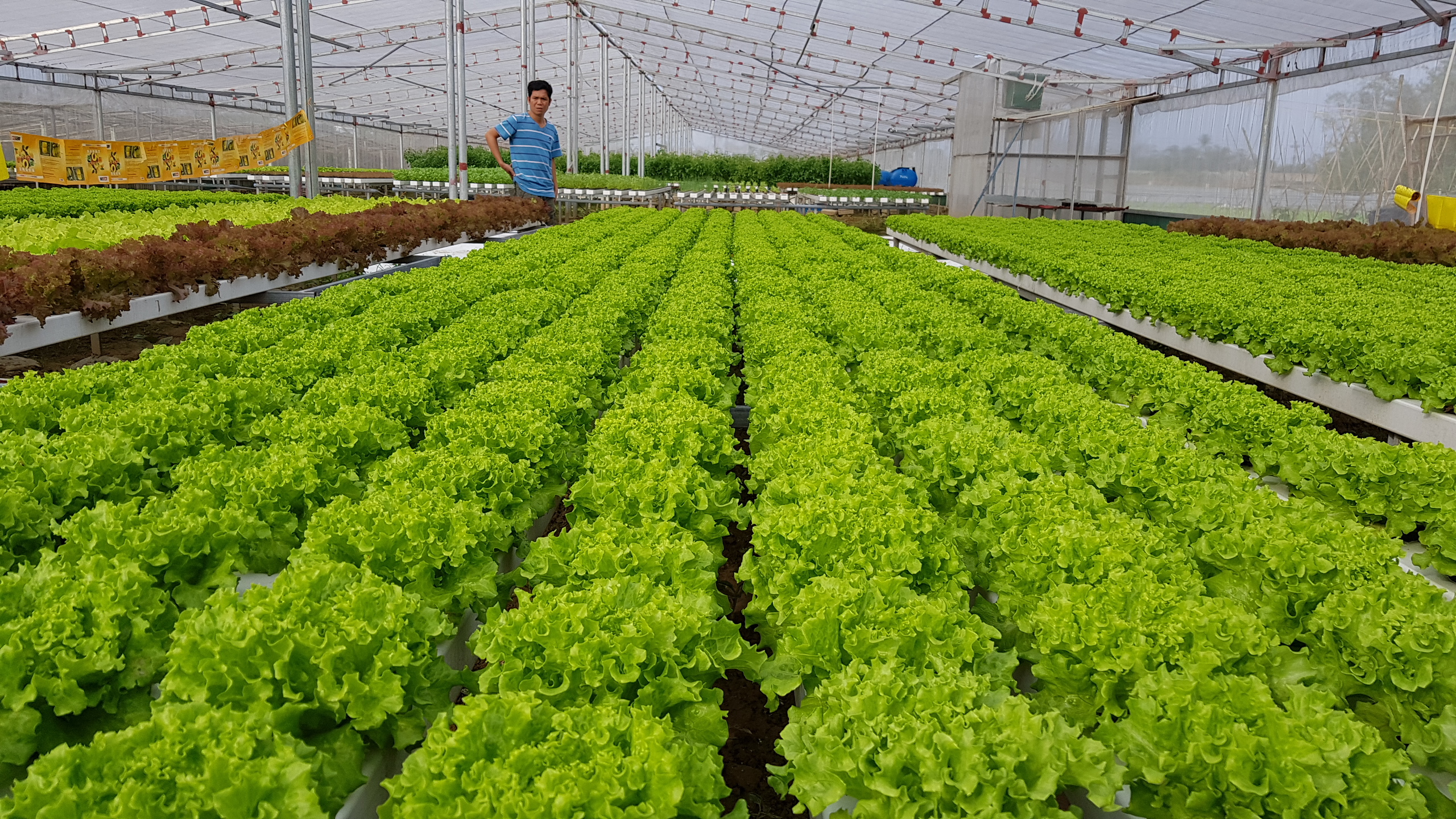 Chuyển đổi số trong nông nghiệp, thực phẩm và phát triển nông thôn từ cơ sở toán – tin học ứng dụng