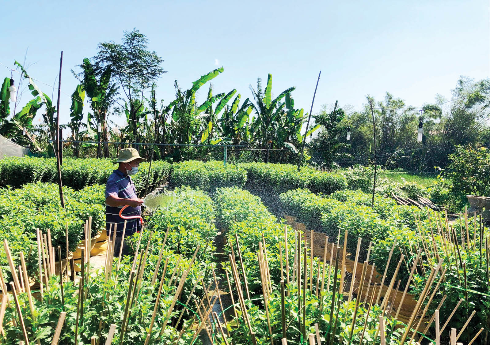 Yên tâm đầu ra cho hoa tết