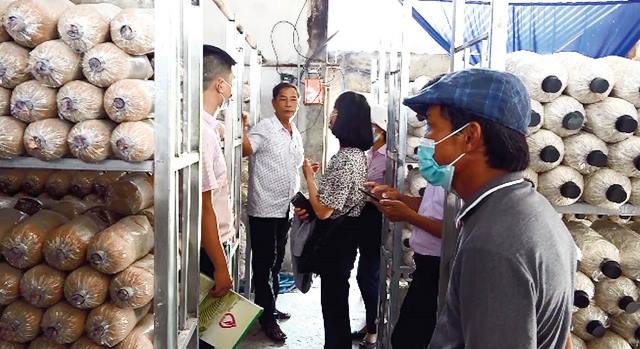 Mô hình sản xuất mới cho giá trị kinh tế cao