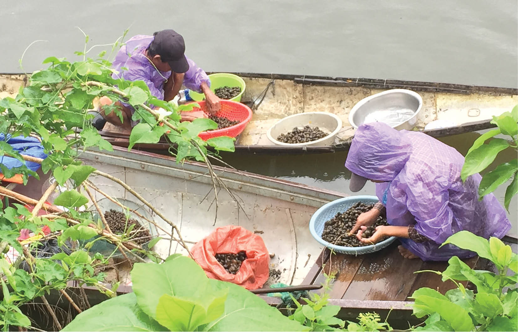 Mưu sinh trên sông Ngự Hà