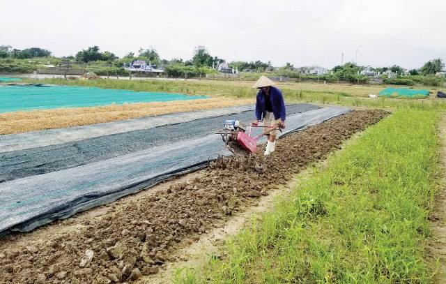 Quảng Điền khắc phục thủy lợi cho vụ đông xuân