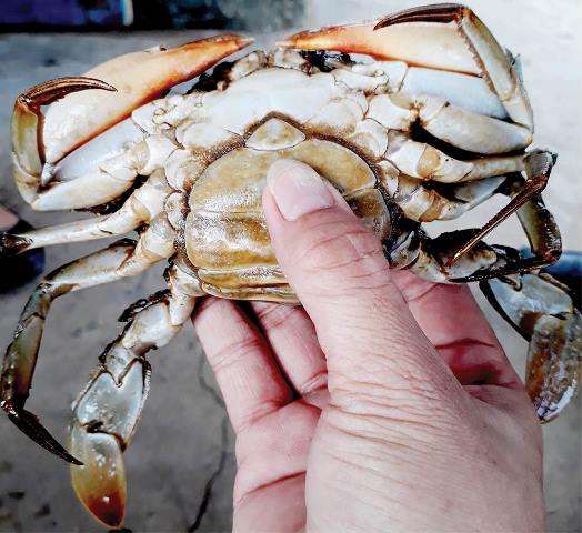 Hướng mới từ nuôi cua gạch