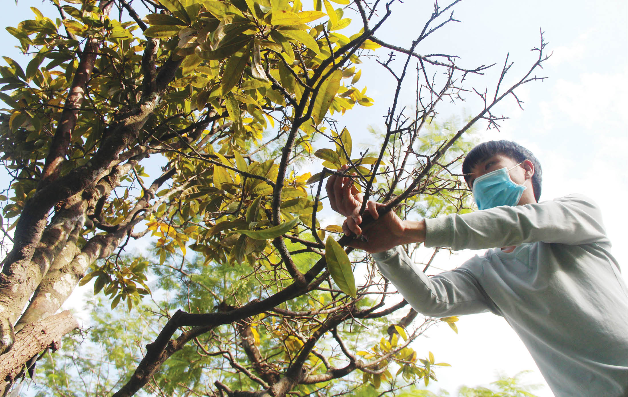 Trảy lá cho hoàng mai