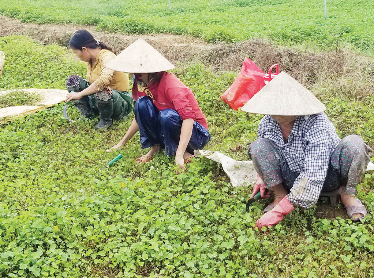 Xây dựng sản phẩm OCOP