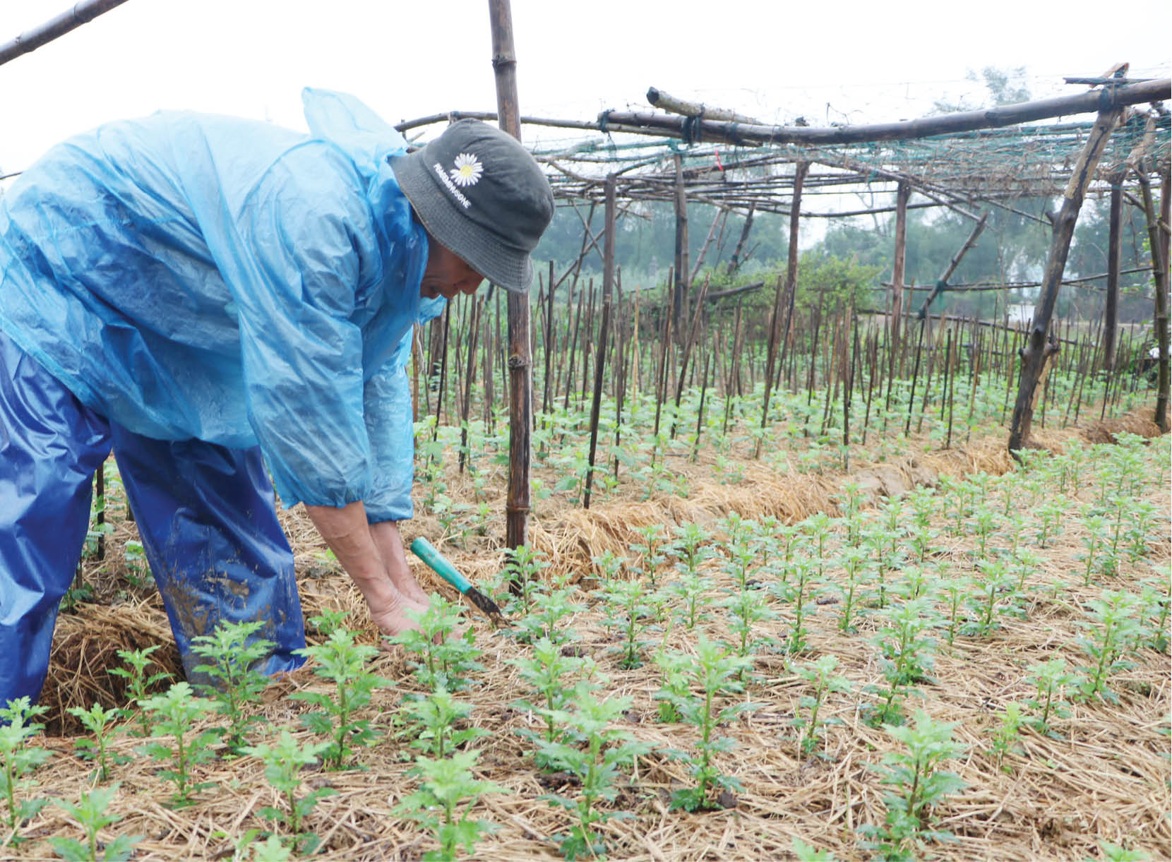 Phập phù hoa tết