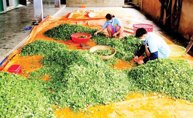 Tập trung xây dựng nông thôn mới nâng cao, bền vững