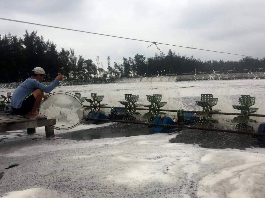 Tìm ra nguyên nhân tôm chết ở Ngũ Điền