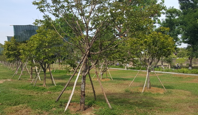 Developing Hue s yellow apricot blossom