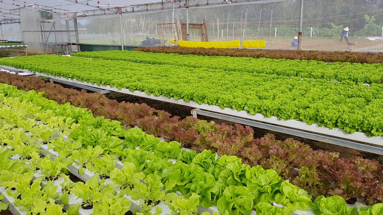 Nông dân phải là trung tâm, nông nghiệp là động lực