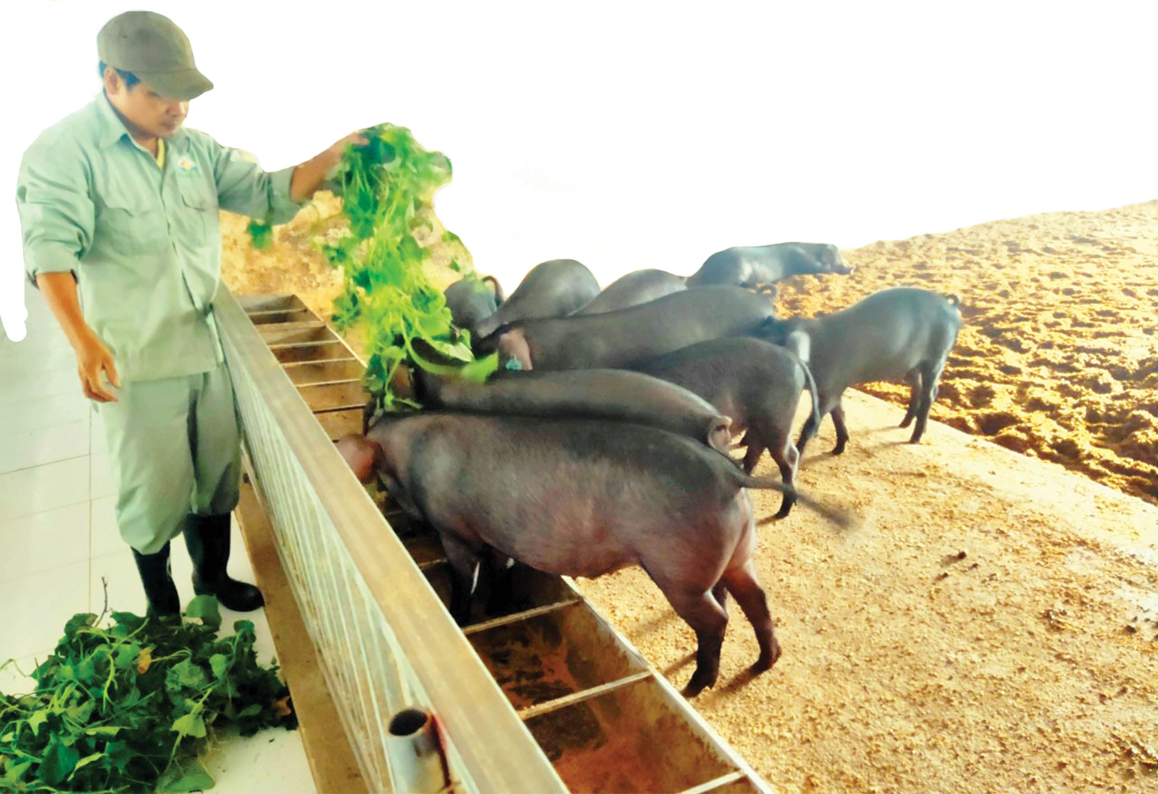 Nuôi lợn bằng thảo dược