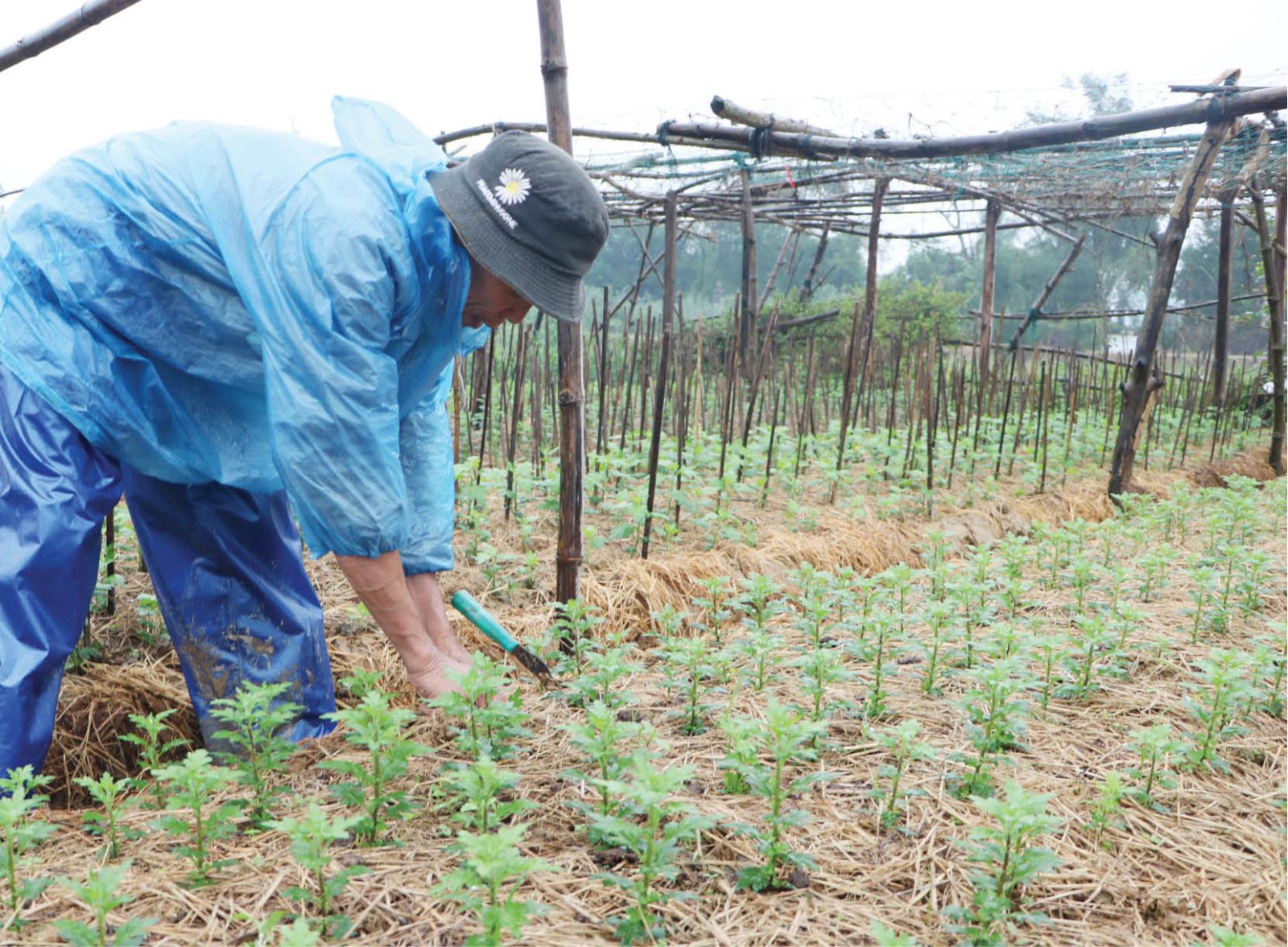 Volatile Tet flowers