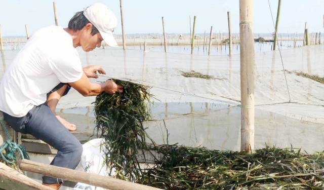 Tránh thiệt hại cho thủy sản nuôi vụ mới