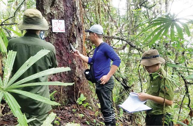 Going into forest to survey afforestation varieties