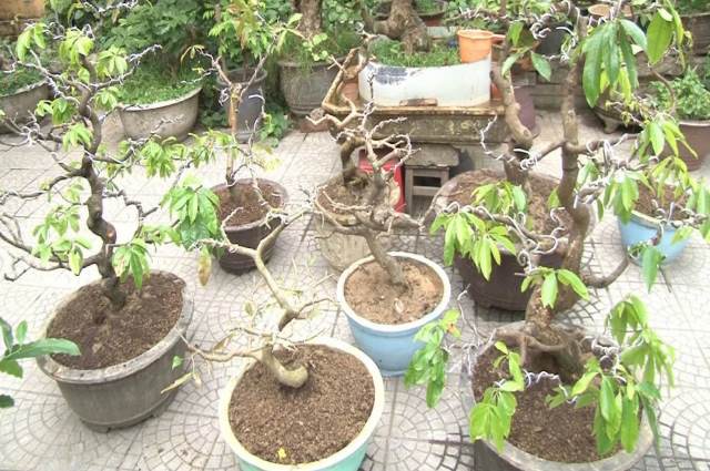 Cảnh giác trước nạn trộm cắp hoa, cây cảnh