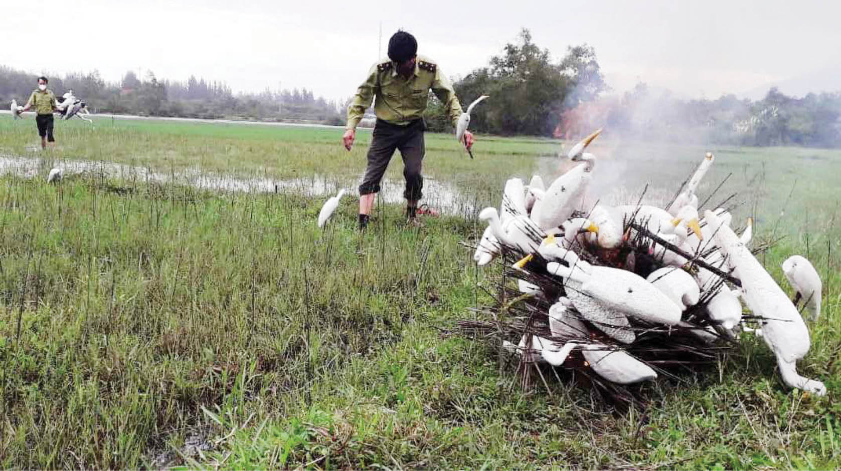 Dai dẳng nạn săn bắt chim trời, động vật hoang dã