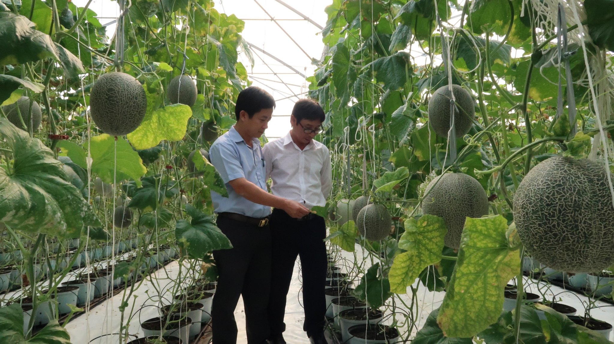 Tổng giá trị sản xuất ngành nông nghiệp đạt hơn 7 600 tỷ đồng