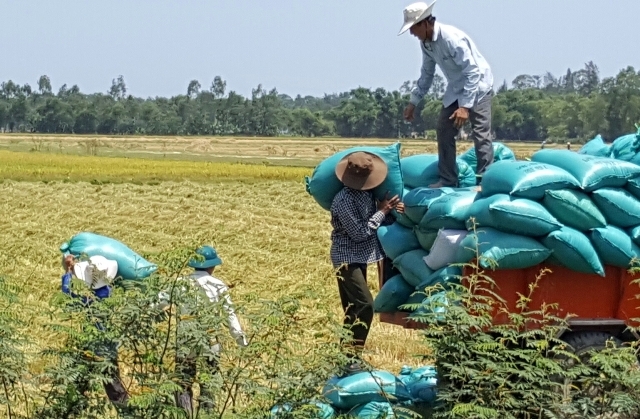Biến rơm rạ thành phân hữu cơ