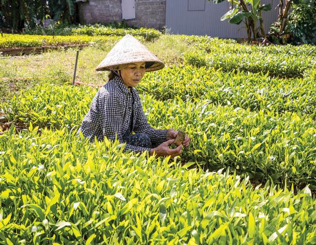 Phân kỳ cho từng bước đi