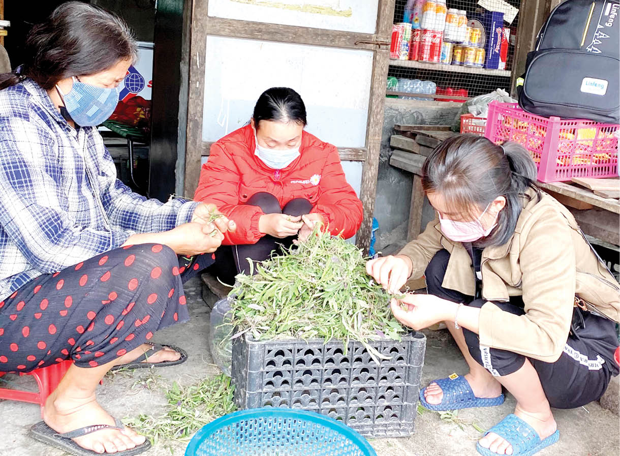 Mùa rau chẵn lẻ