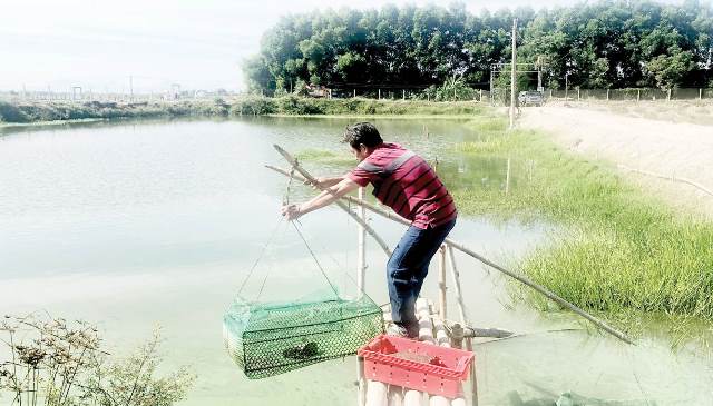 Bền vững cho kinh tế trang trại