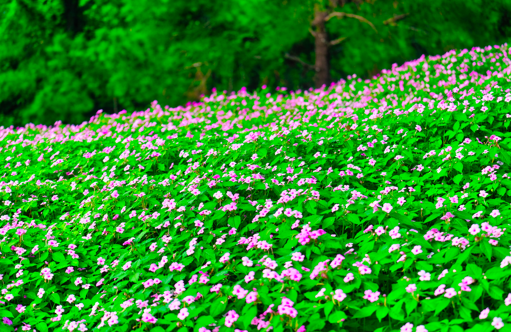 Checking in at the beautiful purple flower carpet like in fairy tales