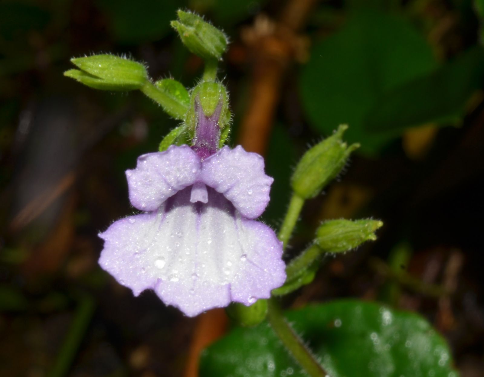 New plant species discovered in Phong Dien Nature Reserve